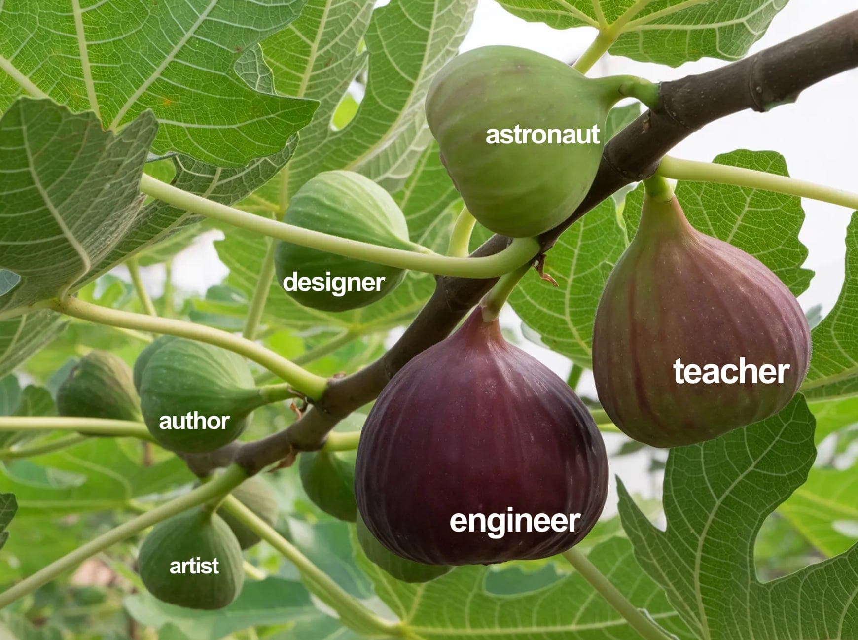 #figTreeIsOverParty cover